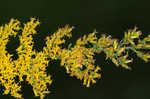 Gray goldenrod